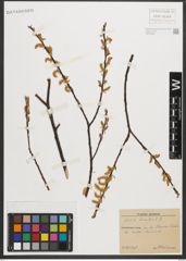 Foto von Salix triandra L.
